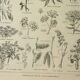 Old engraving 1922, Inflorescences, flowers, plants, flora • Lithograph, Original plate