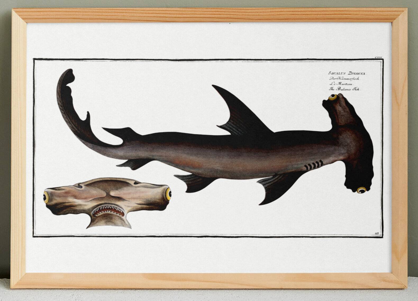 Poster about the hammerhead shark, a fish, based on an old engraving