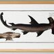 Poster about the hammerhead shark, a fish, based on an old engraving