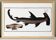Affiche sur le requin-marteau, poisson, d’après une gravure ancienne