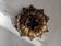 Antique brass lotus flower ceiling light from Italy, Baroque countryside