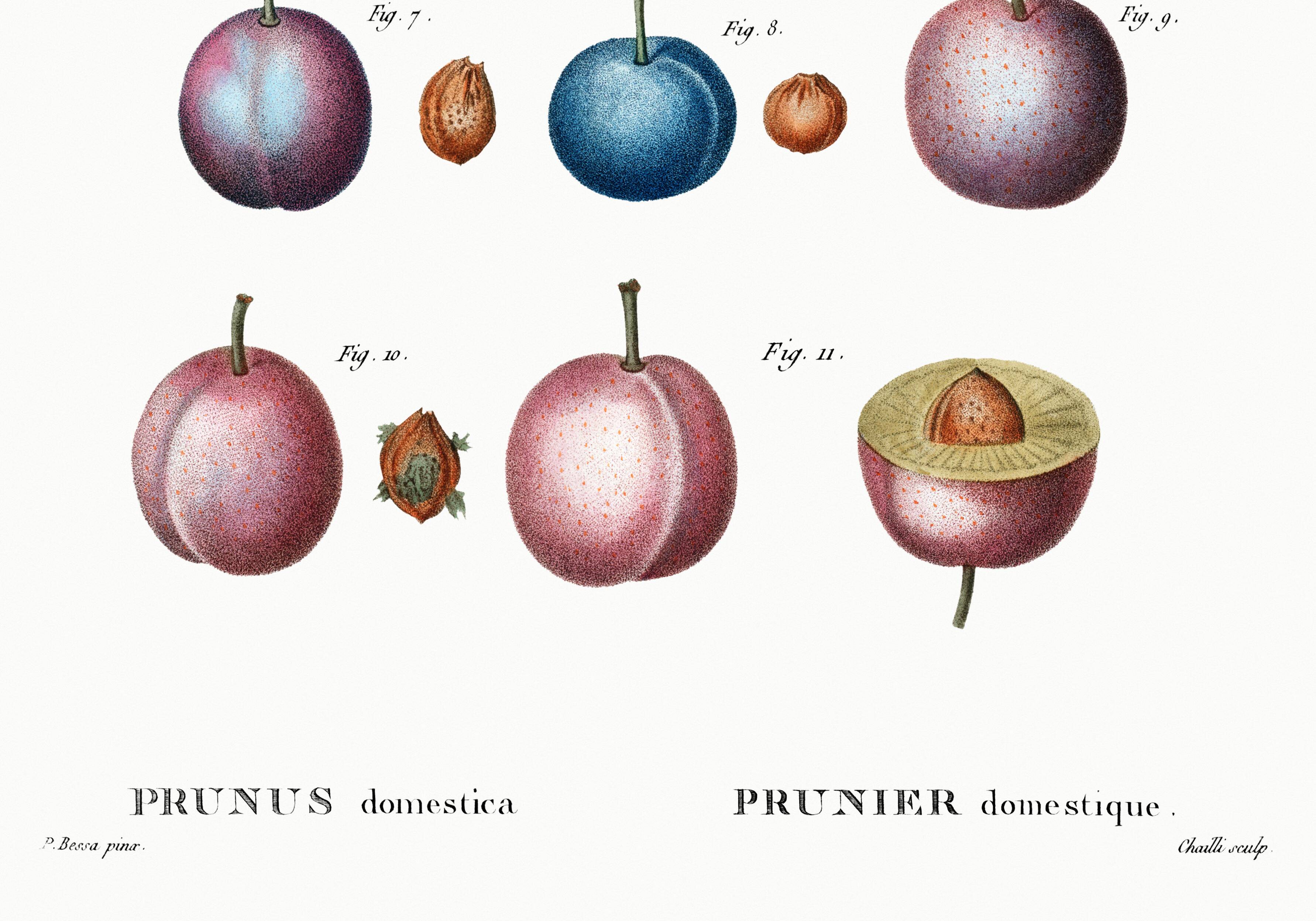 Botanical poster on domestic plum, after an old engraving