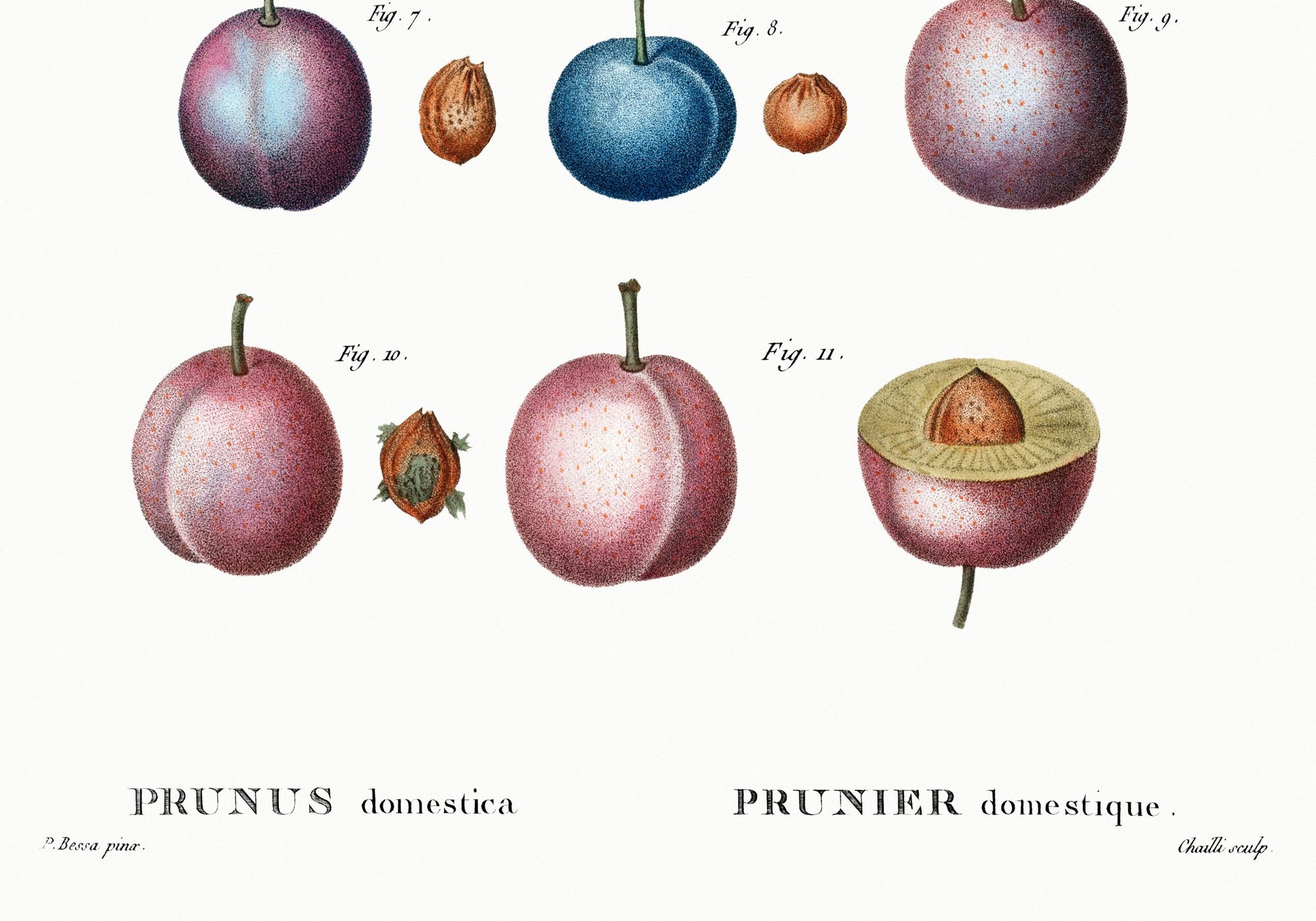 Affiche botanique sur prunier domestique, d’après une gravure ancienne