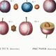 Botanical poster on domestic plum, after an old engraving