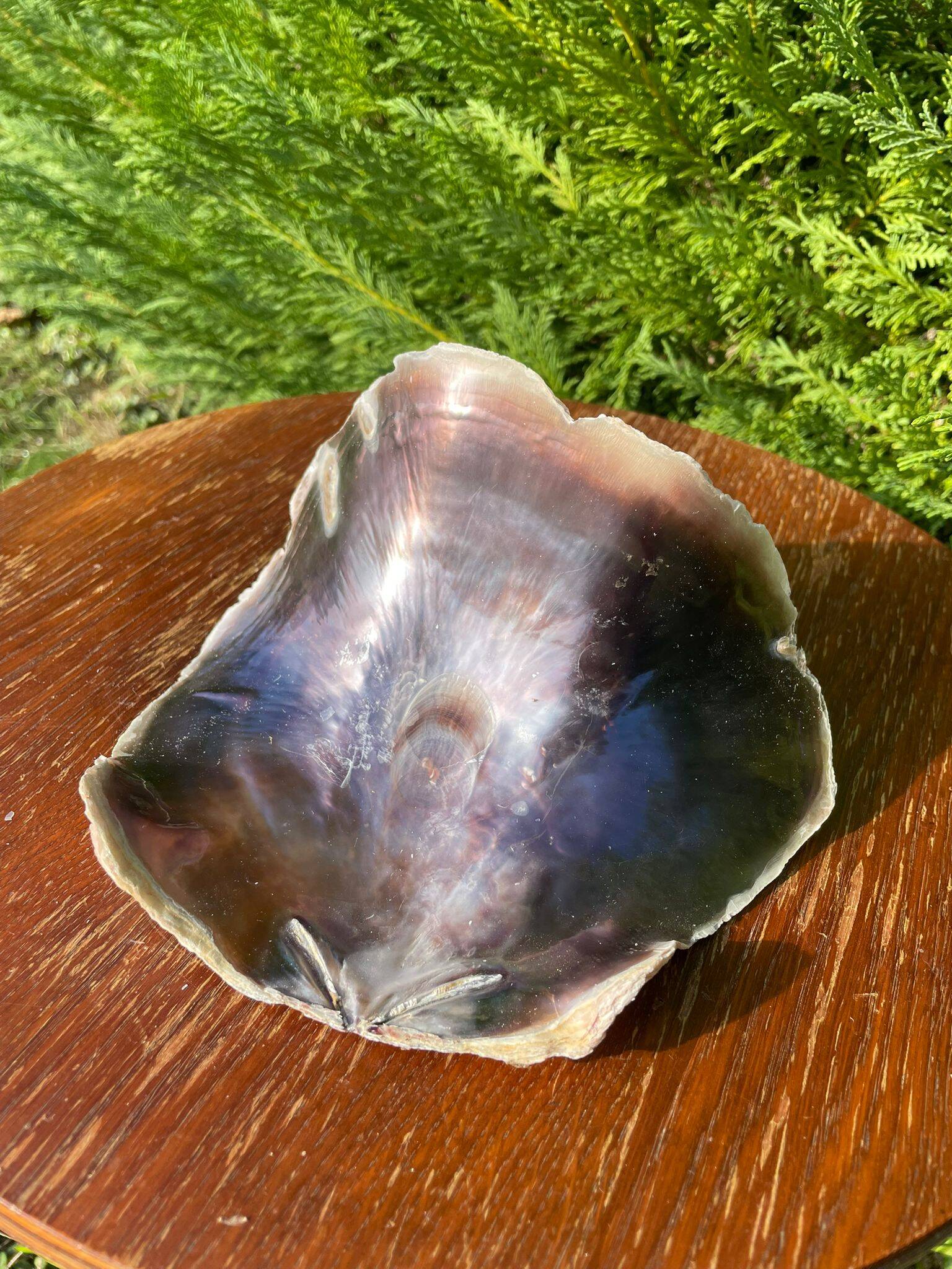 Large seashell: Placuna