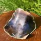 Large seashell: Placuna