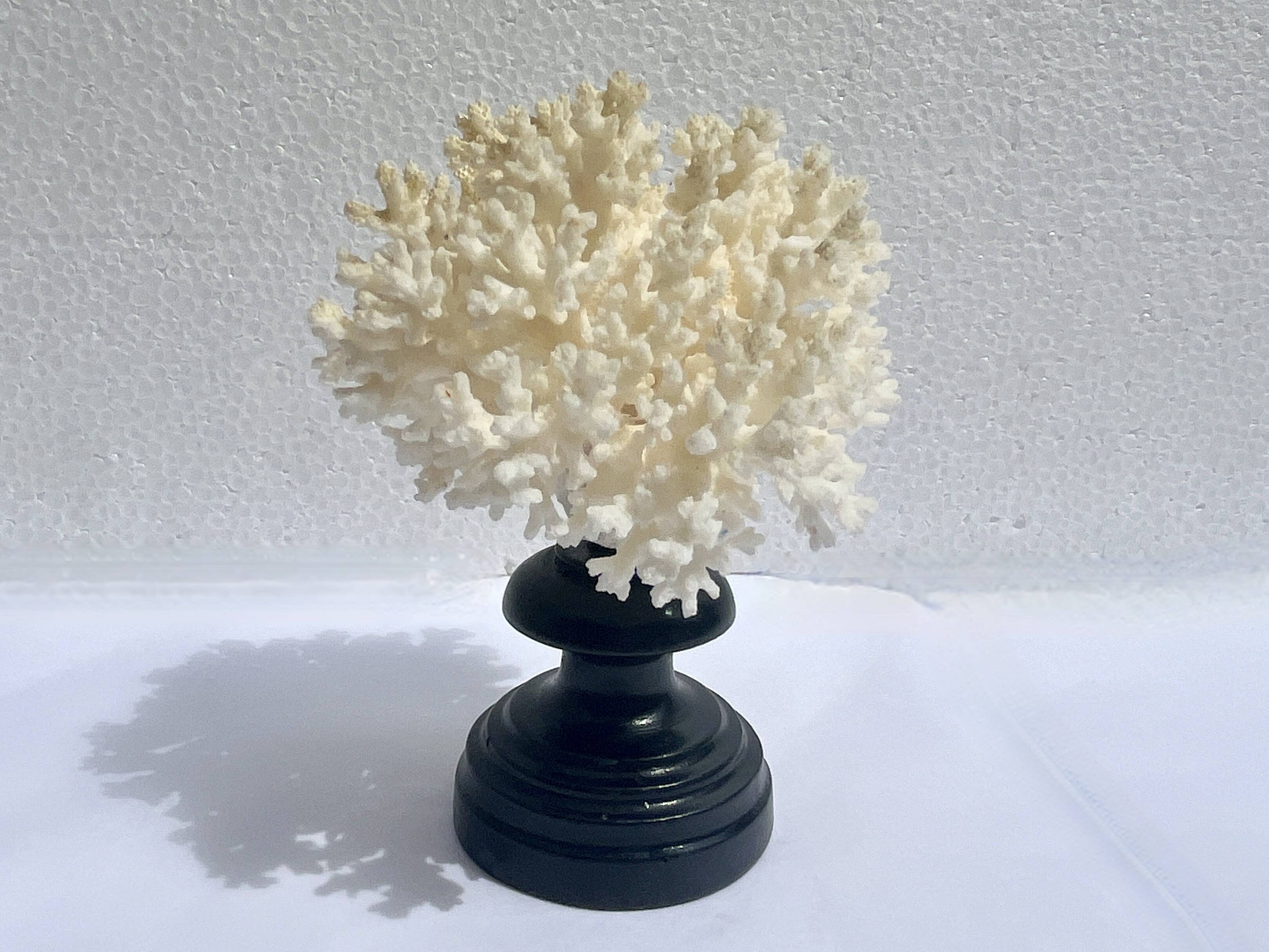 Corail blanc naturel sur socle en bois tourné napoléon iii xixe cabinet de curiosités