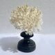 Corail blanc naturel sur socle en bois tourné napoléon iii xixe cabinet de curiosités
