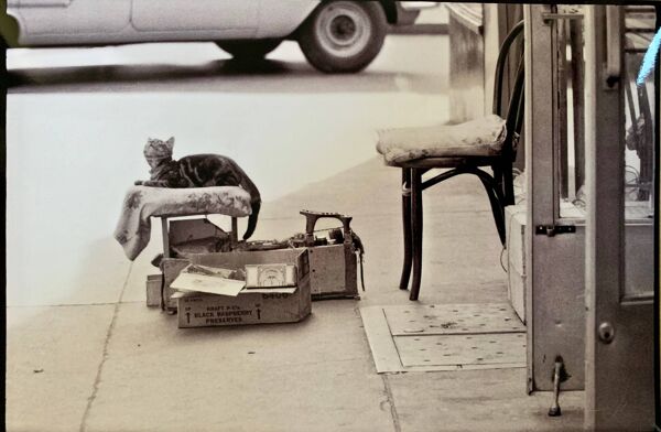 Chat & cireur – NYC 1960 Regard drôle, scène brute. Un instant de rue culte