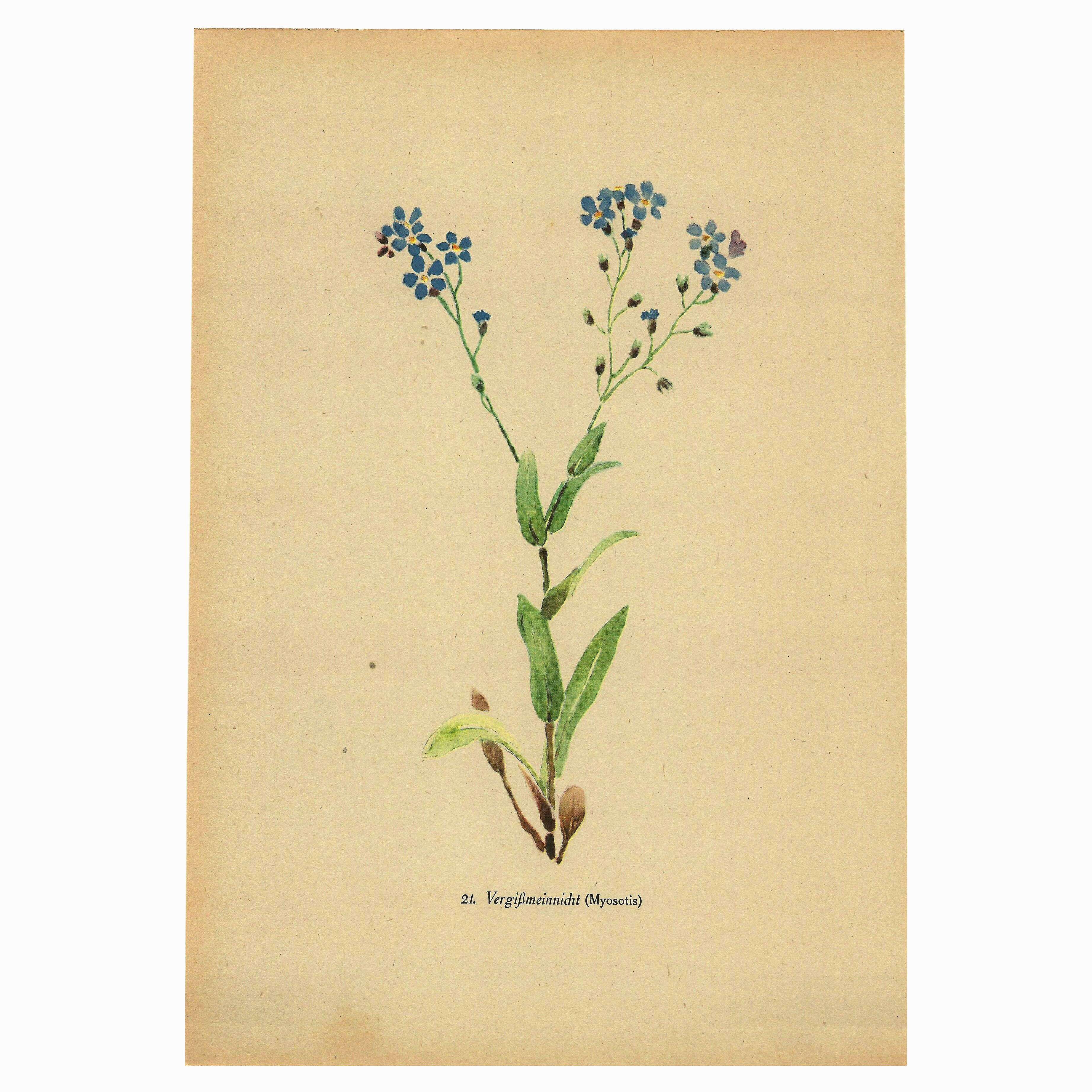 Botanical watercolor illustration from 1948 by H.Strache - Myosotis