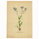 Botanical watercolor illustration from 1948 by H.Strache - Myosotis