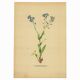 Botanical watercolor illustration from 1948 by H.Strache - Myosotis
