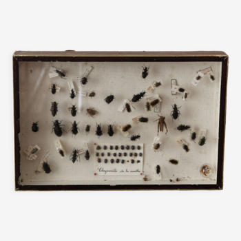 Entomologist's box