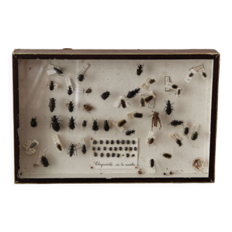 Entomologist's box