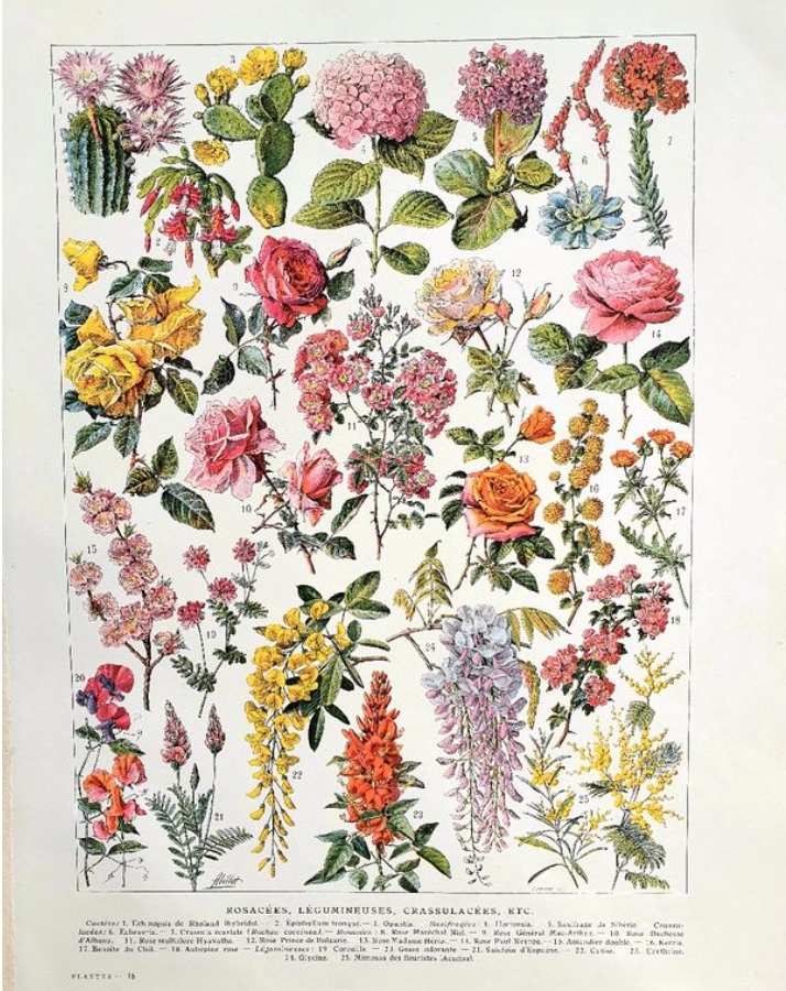 Ancient botanical board 20s rosaceae