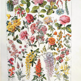 Ancient botanical board 20s rosaceae