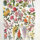 Ancient botanical board 20s rosaceae