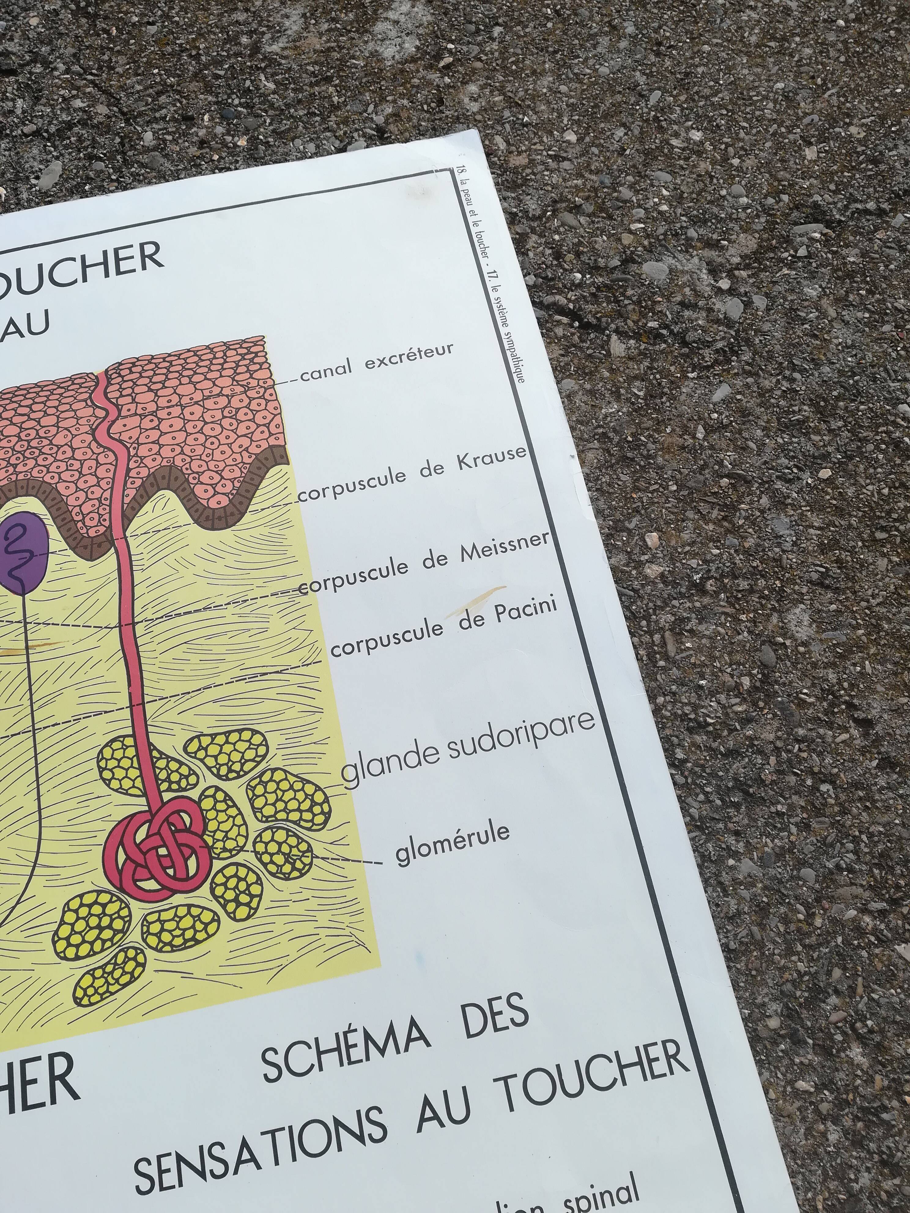 Rossignol school poster N18 the skin and touch / N17 the sympathetic system