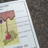 Rossignol school poster N18 the skin and touch / N17 the sympathetic system