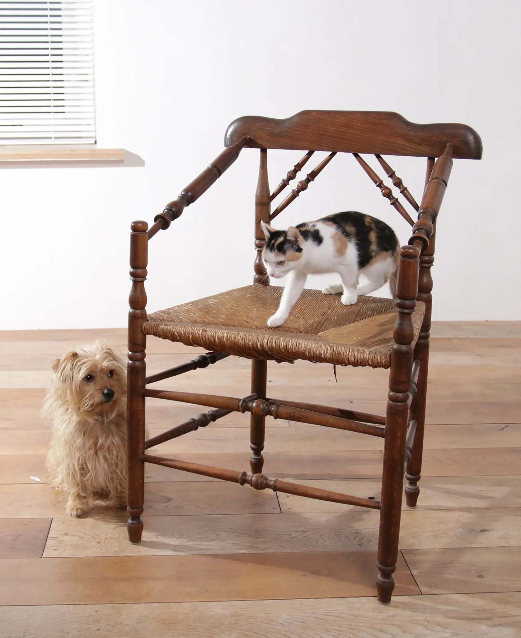 Rare antique Dutch oak armchair with rush seat