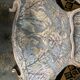 Fauteuil de style louis xv