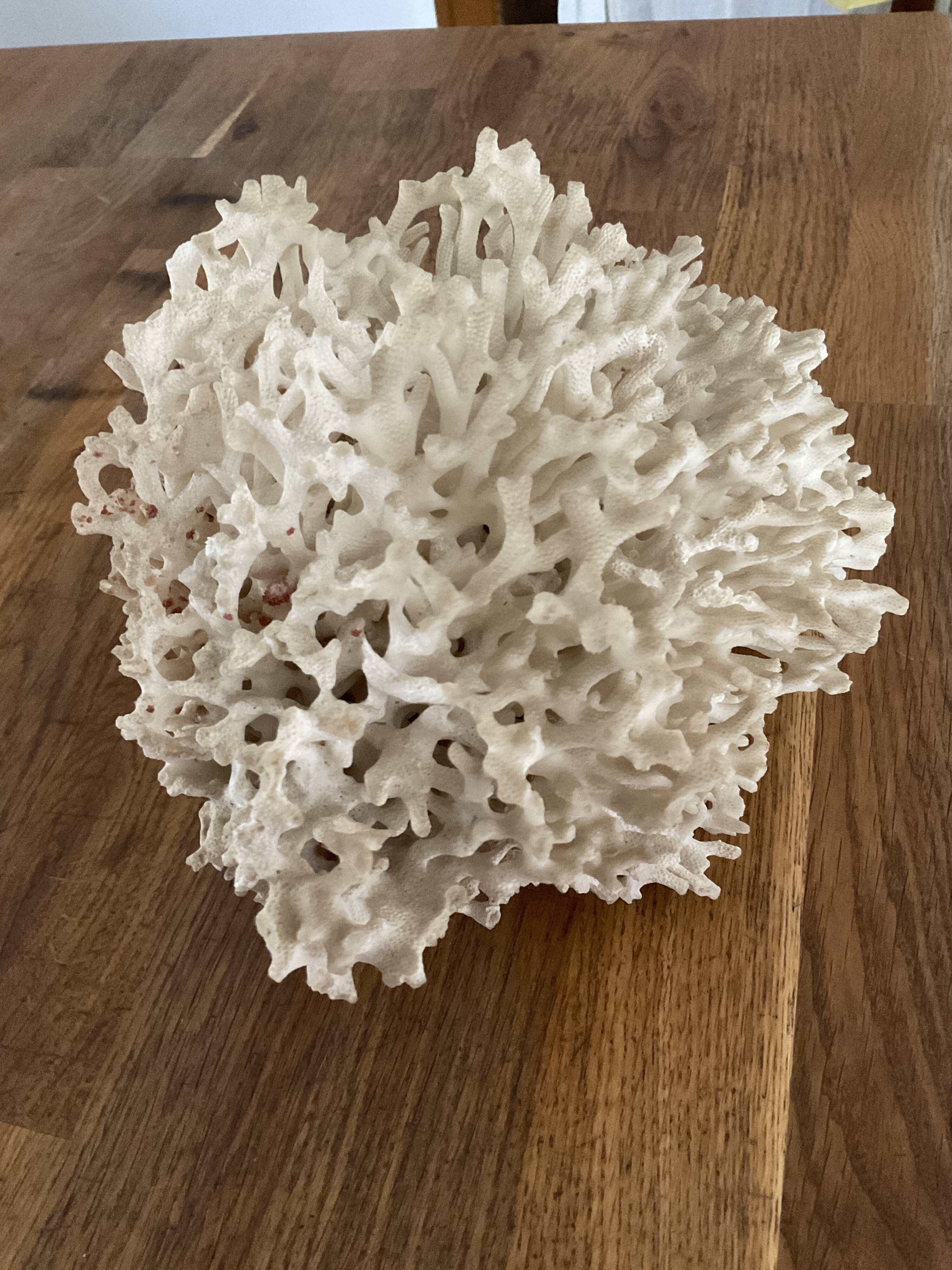 Corail Blanc / Corail nid . Ancien  . 32 cm x 24 cm