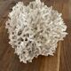 Corail Blanc / Corail nid . Ancien  . 32 cm x 24 cm