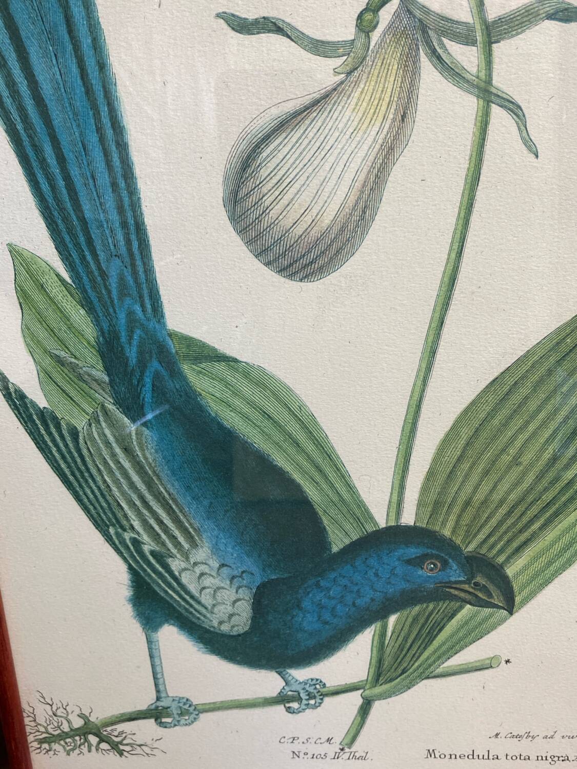 Ornithological posters