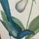Ornithological posters