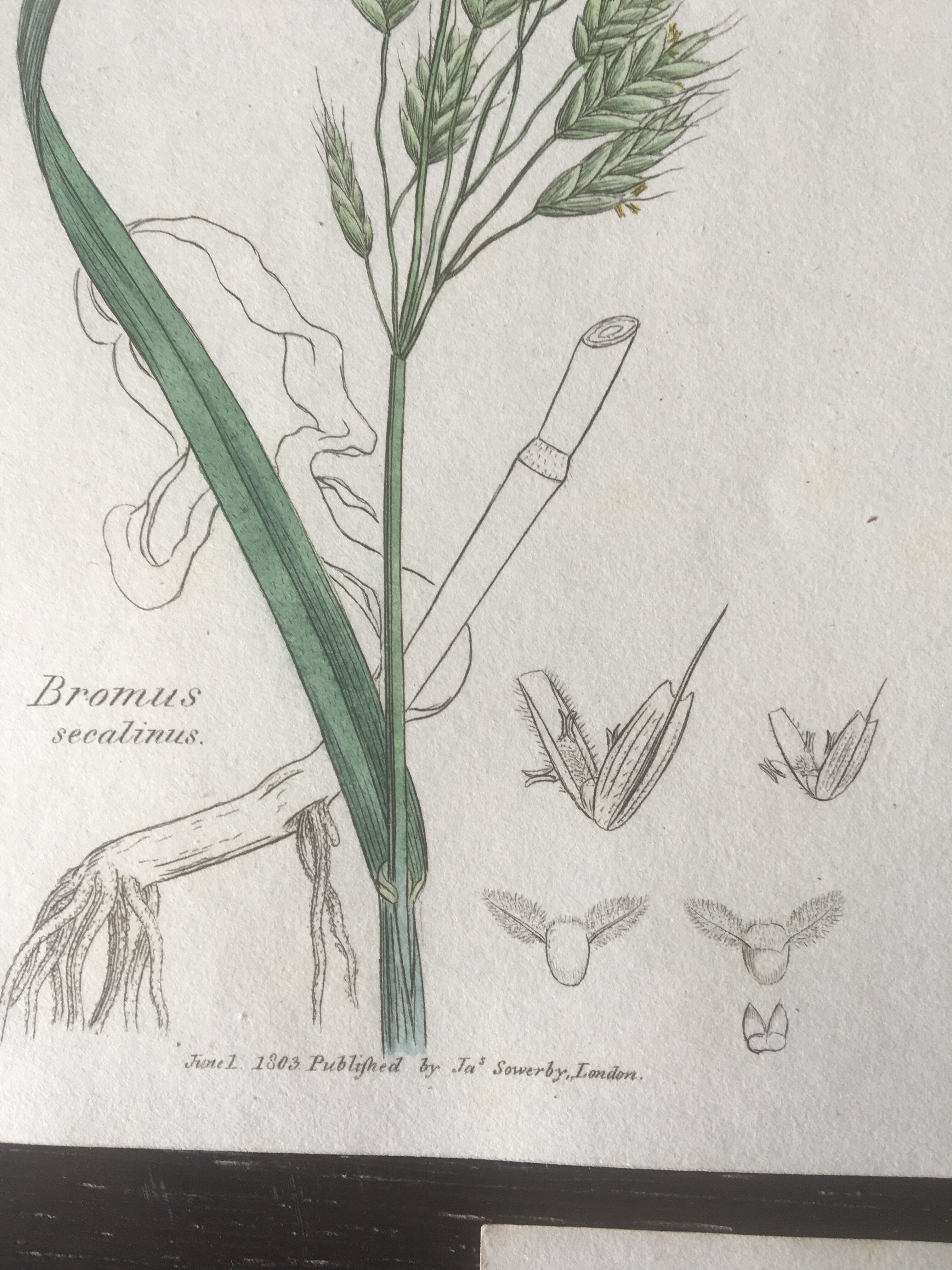 Trio de planches d’herbes Ed Sowerby Londres 1809