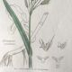 Trio de planches d’herbes Ed Sowerby Londres 1809