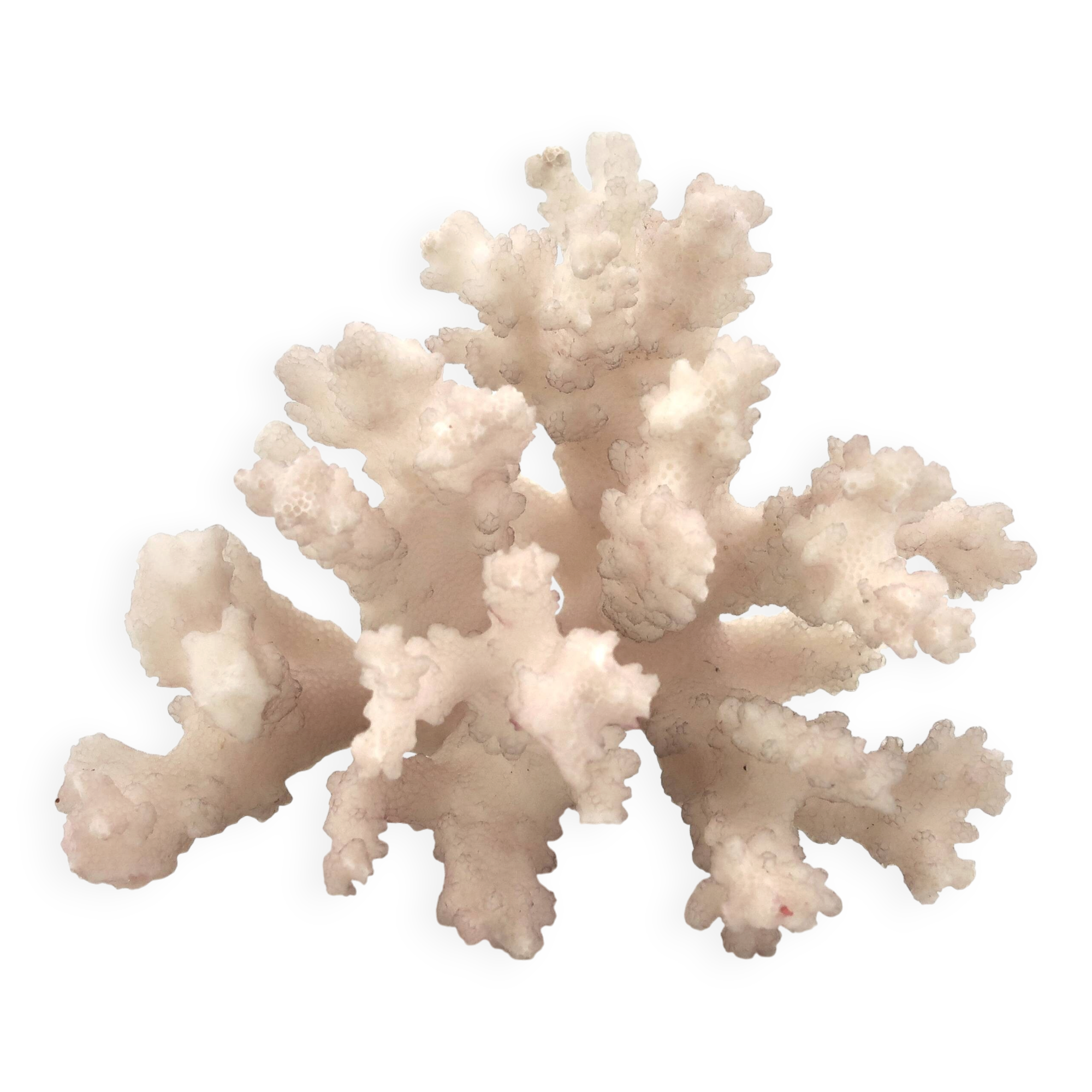 Natural vintage white coral branch, 1970s curiosity cabinet
