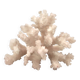 Natural vintage white coral branch, 1970s curiosity cabinet