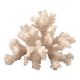 Branche de corail blanc naturel vintage, cabinet de curiosités années 70