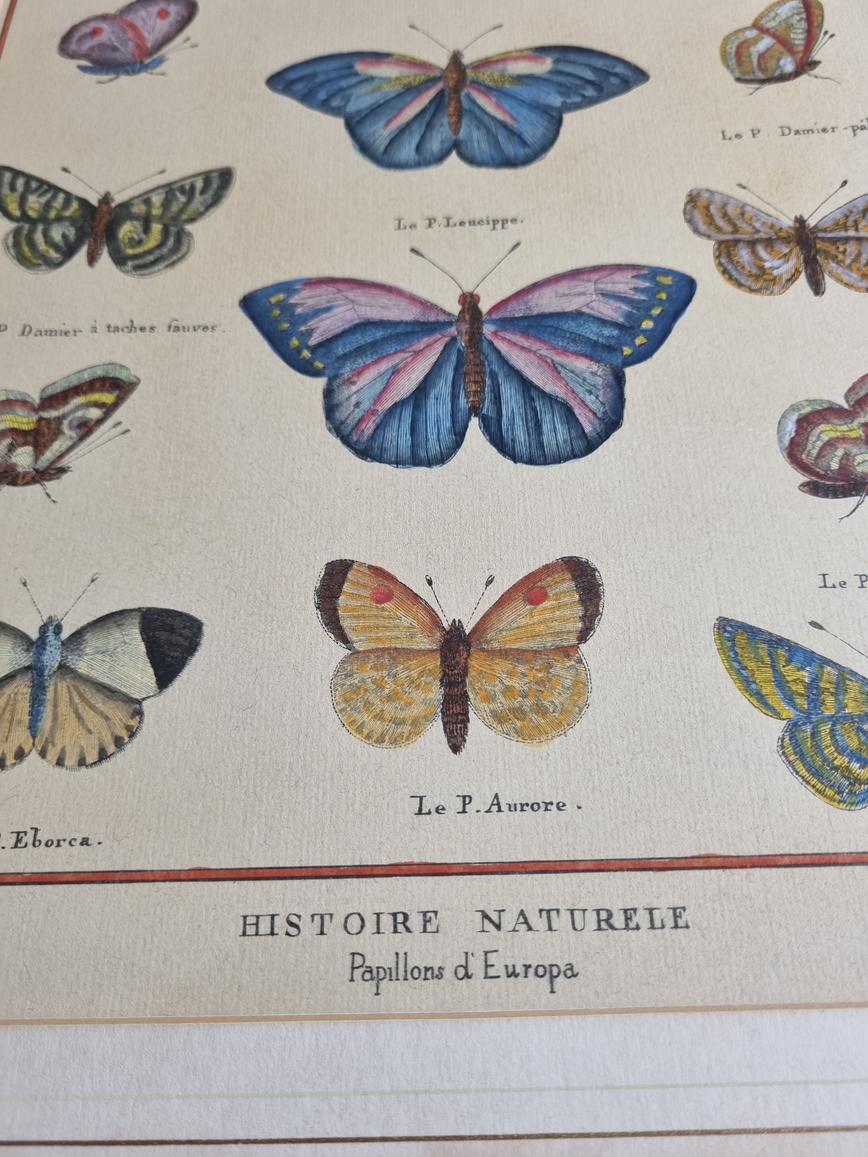 Natural history plate, "The Butterflies of Europe", after Pietro Scattaglia, XVIIIth
