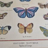 Natural history plate, "The Butterflies of Europe", after Pietro Scattaglia, XVIIIth