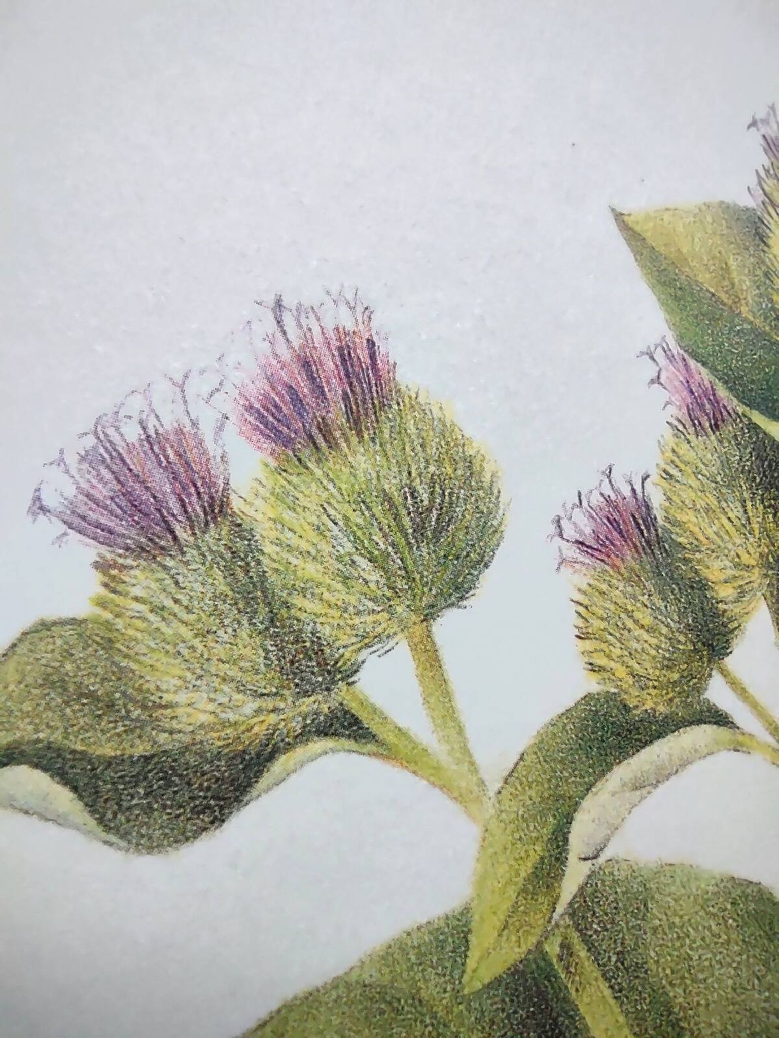 Botanical illustration -Great Burdock- Board of medicinal and wild plants