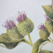 Botanical illustration -Great Burdock- Board of medicinal and wild plants