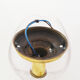 Pair of brass and muranoglass shell sconces