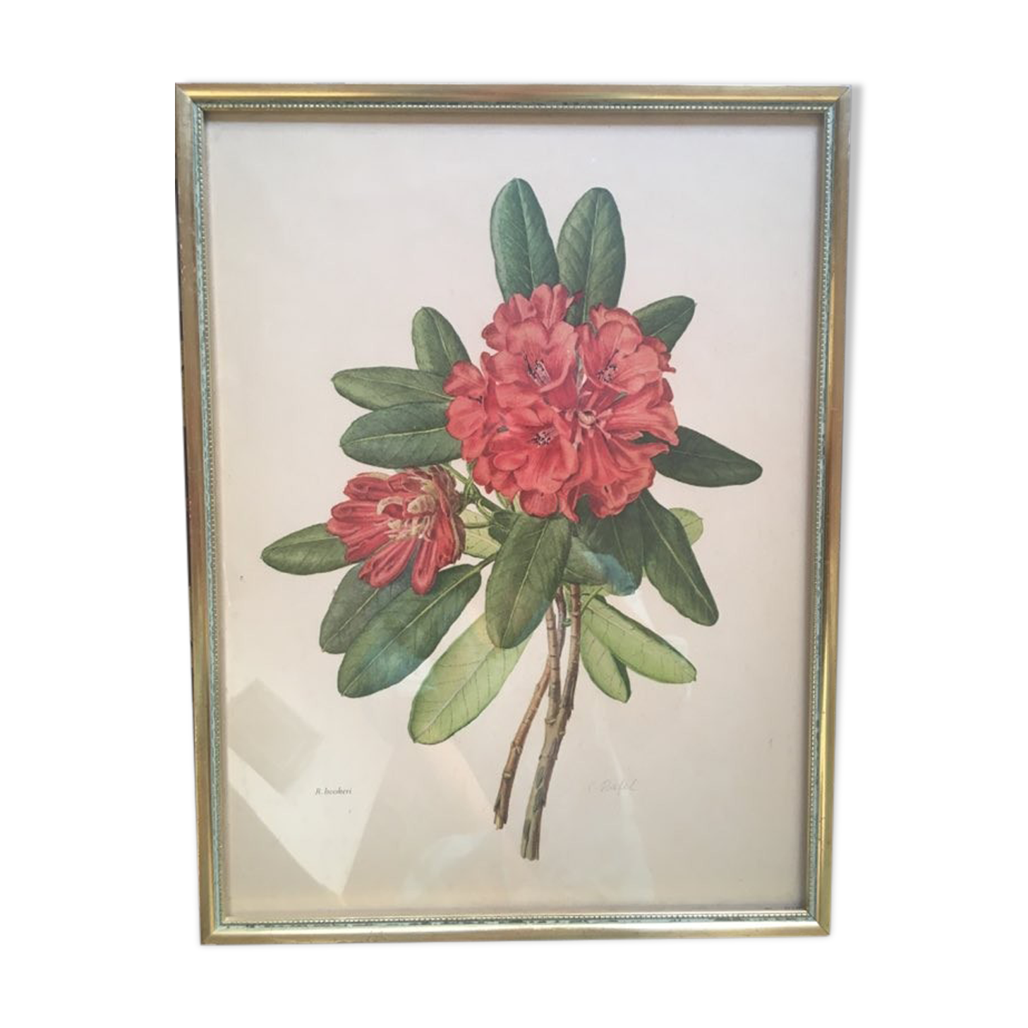 Botanical plate Rhododendron Hookeri by Riefel