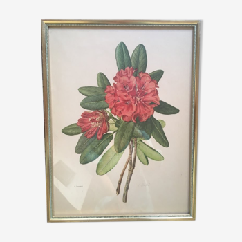 Planche botanique Rhododendron Hookeri par Riefel