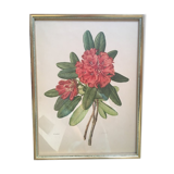 Botanical plate Rhododendron Hookeri by Riefel
