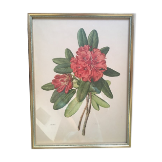 Botanical plate Rhododendron Hookeri by Riefel