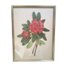 Botanical plate Rhododendron Hookeri by Riefel