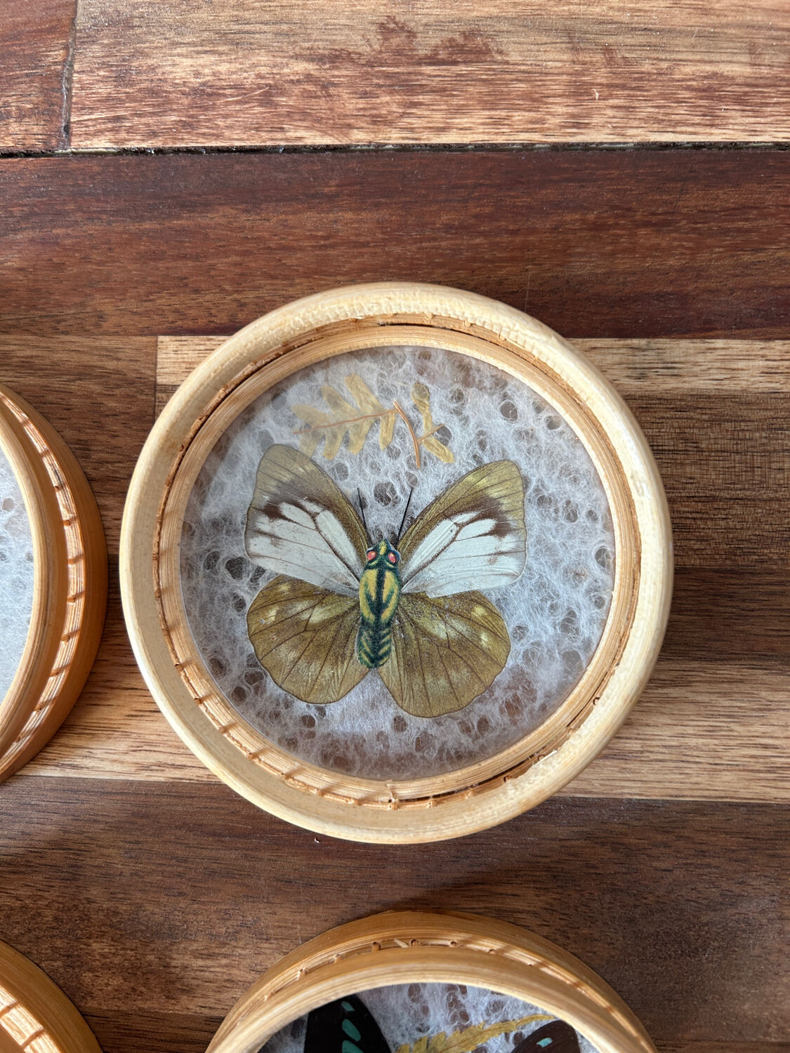 Set of 6 under glass butterfly