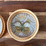 Set of 6 under glass butterfly