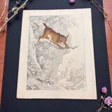 Poster (lithograph) puma