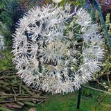 Dandelion pendant light