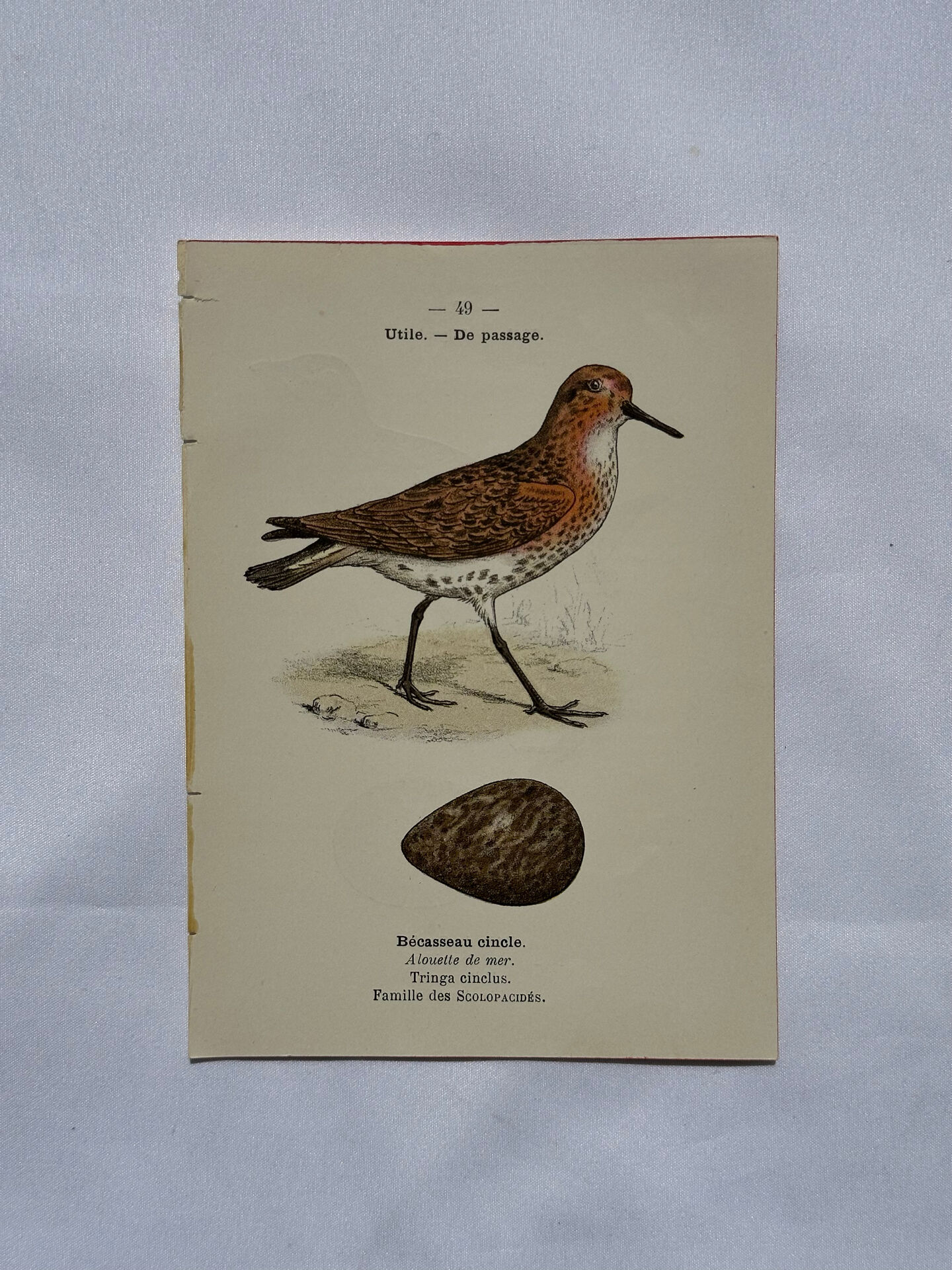 Planche Botanique Gravure oiseaux naturaliste  19eme recto verso  A