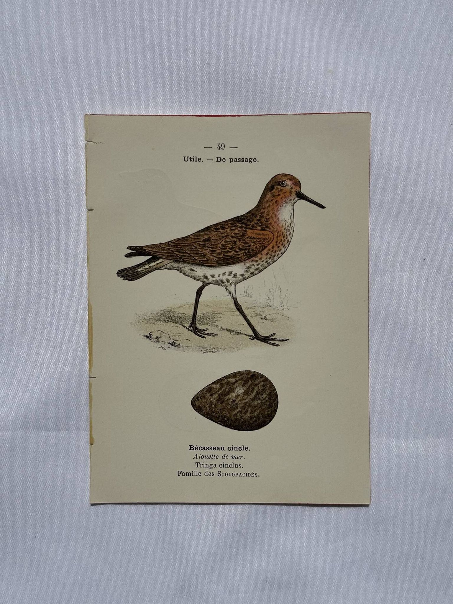 Botanical Plate Engraving of Birds, Naturalist, 19th Century, Double-sided A